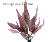 Barclaya longifolia Red